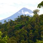 Nebelwald in Ecuador