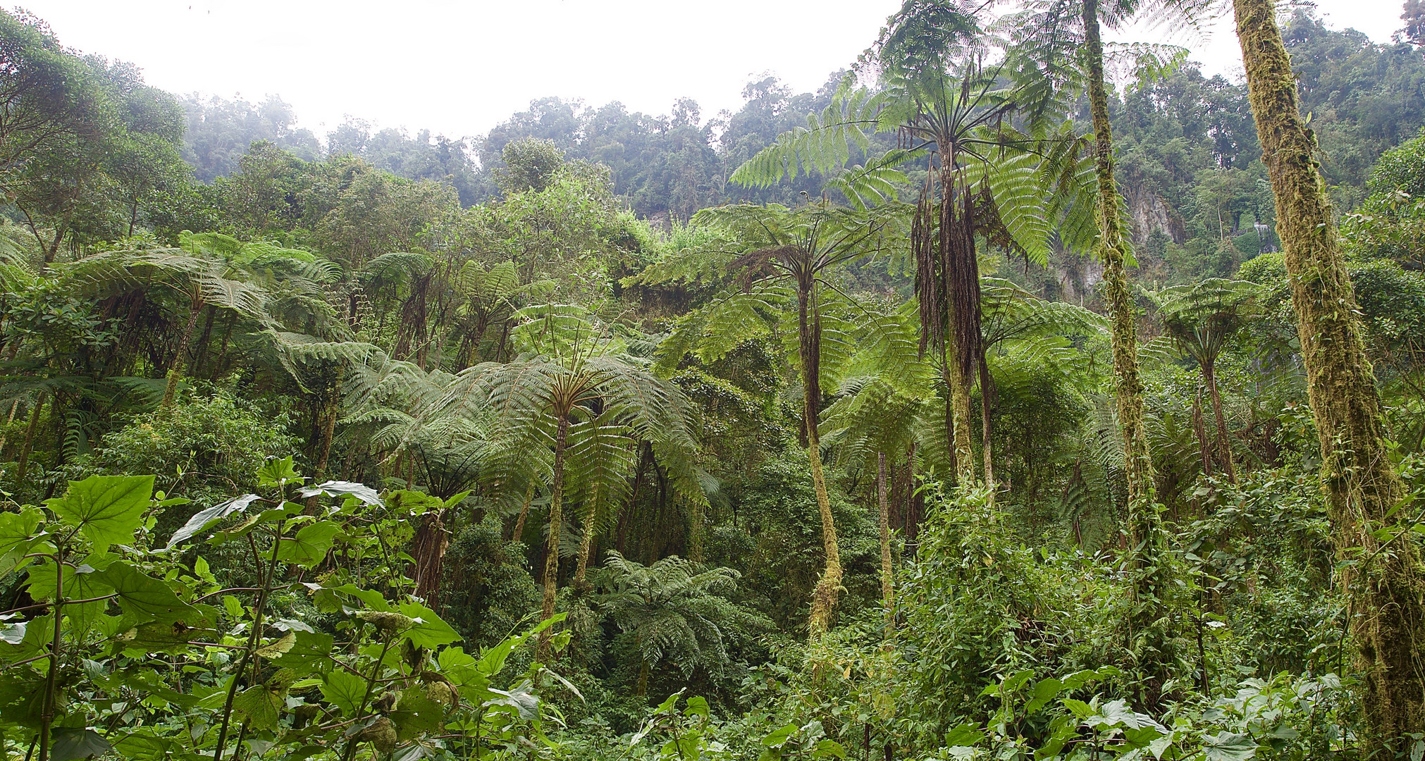 Nebelwald in Kolumbien