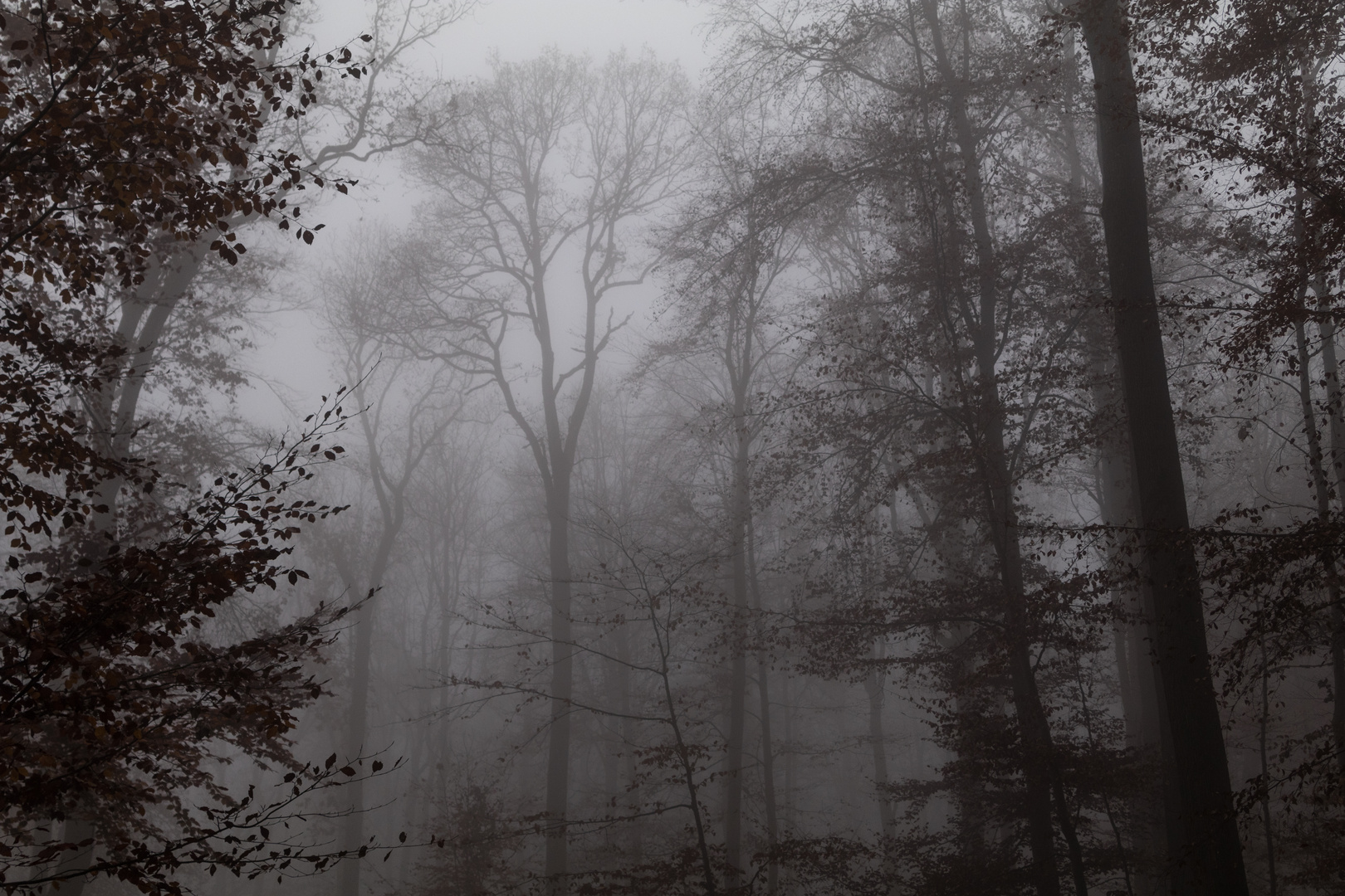 "Nebelwald"-Kappelberg Esslingen