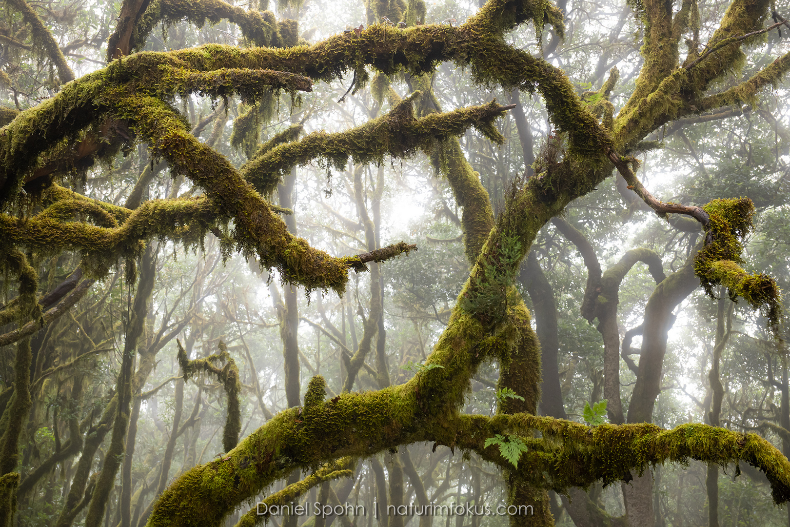 Nebelwald La Gomera