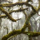 Nebelwald La Gomera