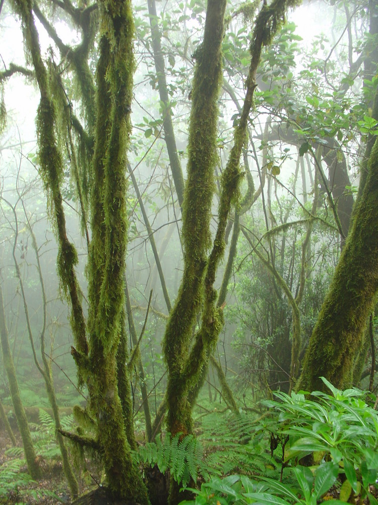 Nebelwald, La Gomera, Kanaren, Spanien