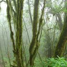 Nebelwald, La Gomera, Kanaren, Spanien