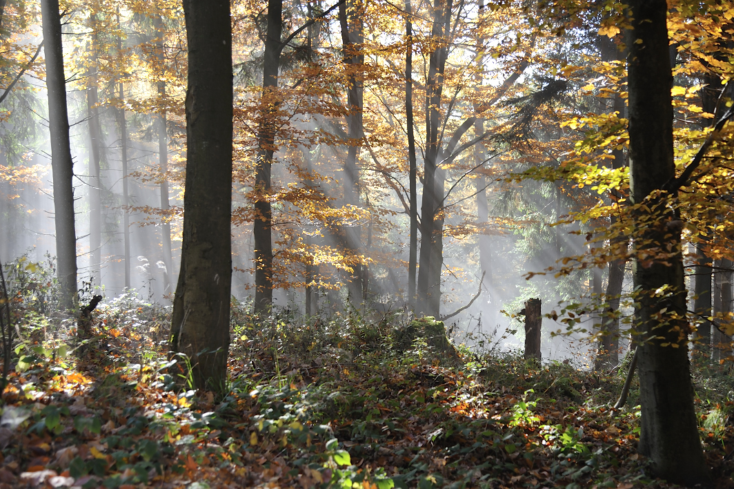 Nebelwald-Leuchten