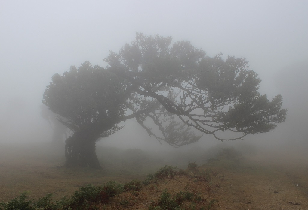 Nebelwald, Madeira 21