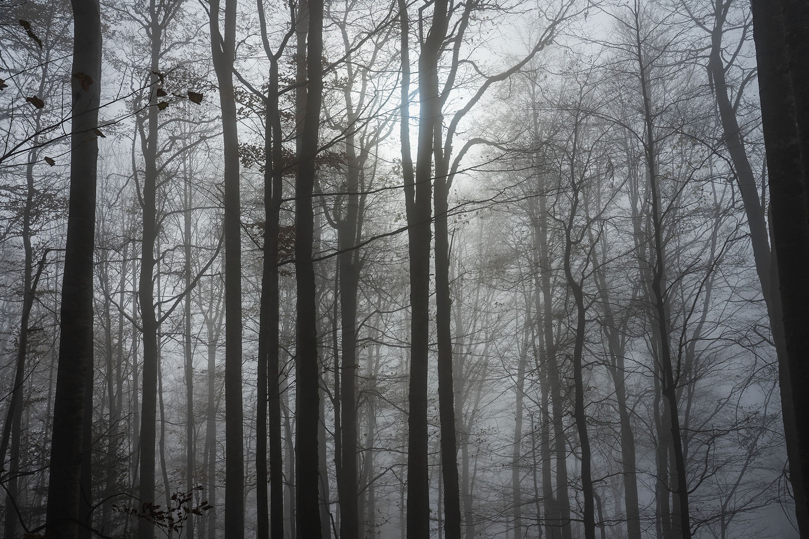 Nebelwald mit Lichtblick