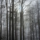 Nebelwald mit Lichtblick