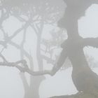 Nebelwald mit mystischem Stinklorbeer