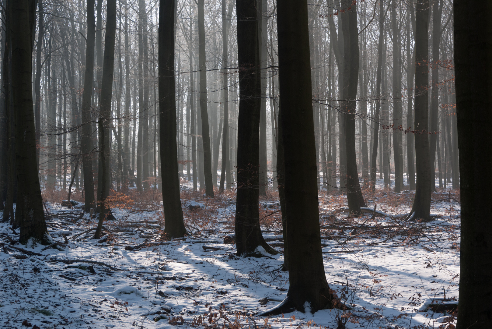 Nebelwald mit Schnee und Sonnenlicht