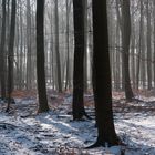 Nebelwald mit Schnee und Sonnenlicht