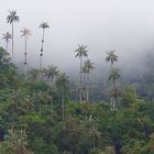 Nebelwald mit Wachspalmen in Kolumbien