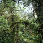 Nebelwald Monteverde (2)