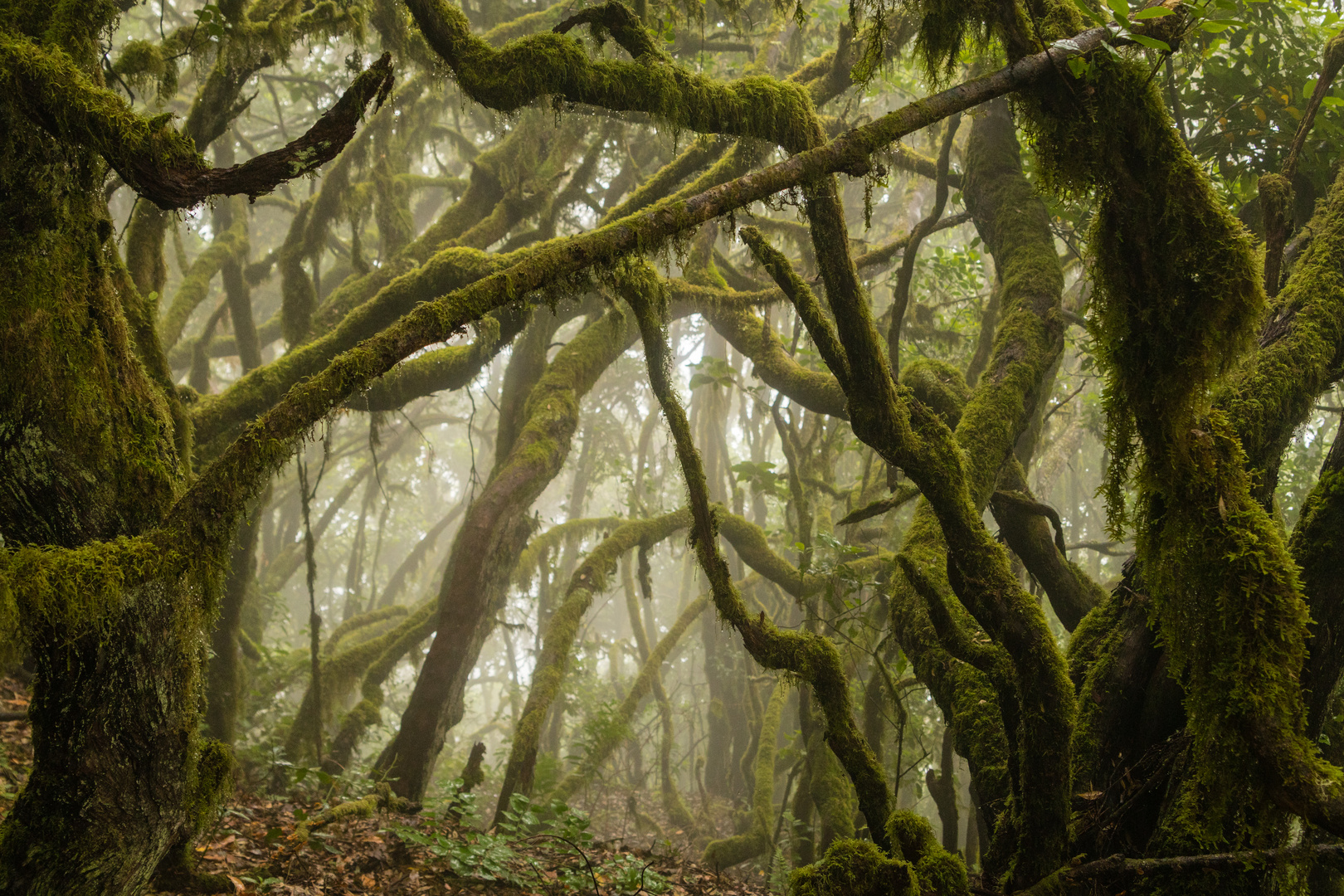 Nebelwald_La Gomera