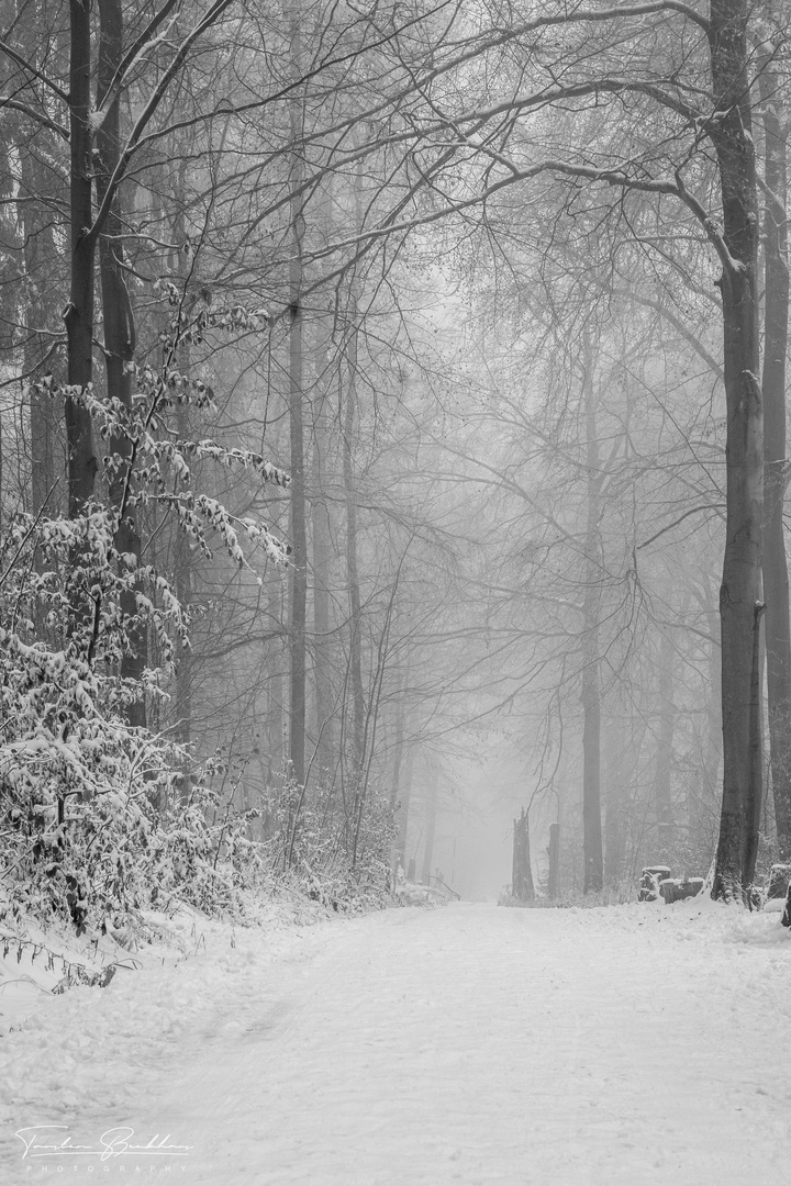 nebel.wald.weg.