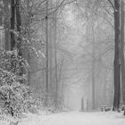 nebel.wald.weg.