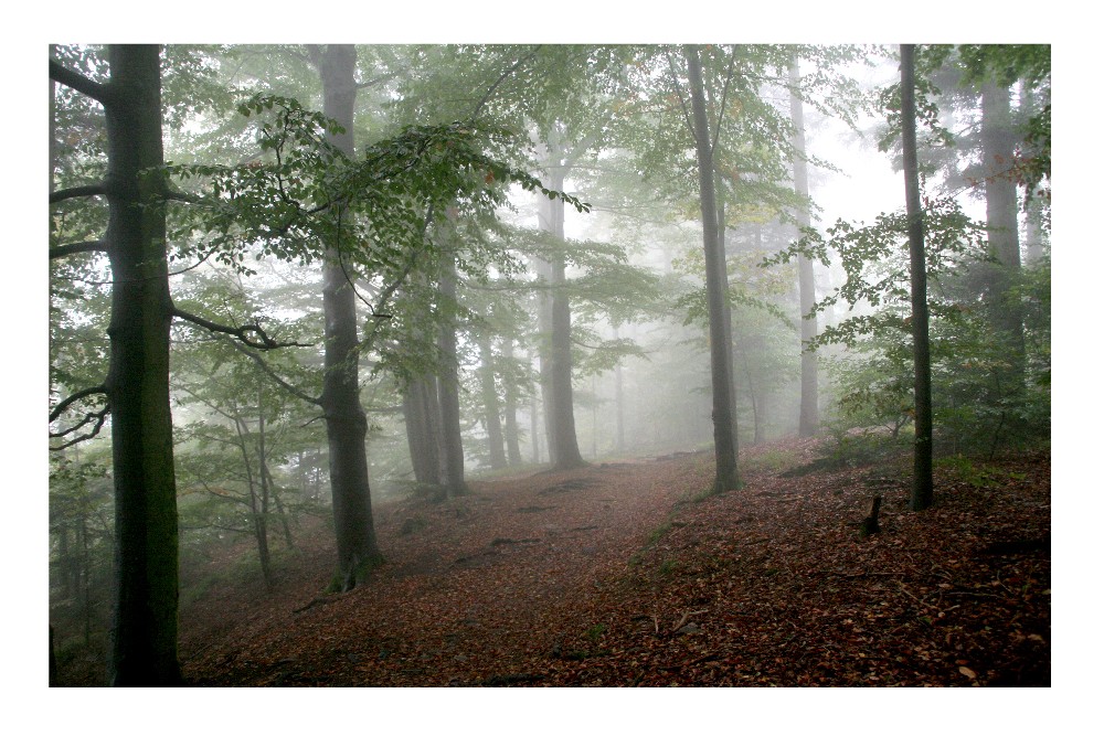 Nebelwaldweg