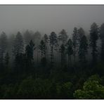 Nebelwand oder Nebelwald?