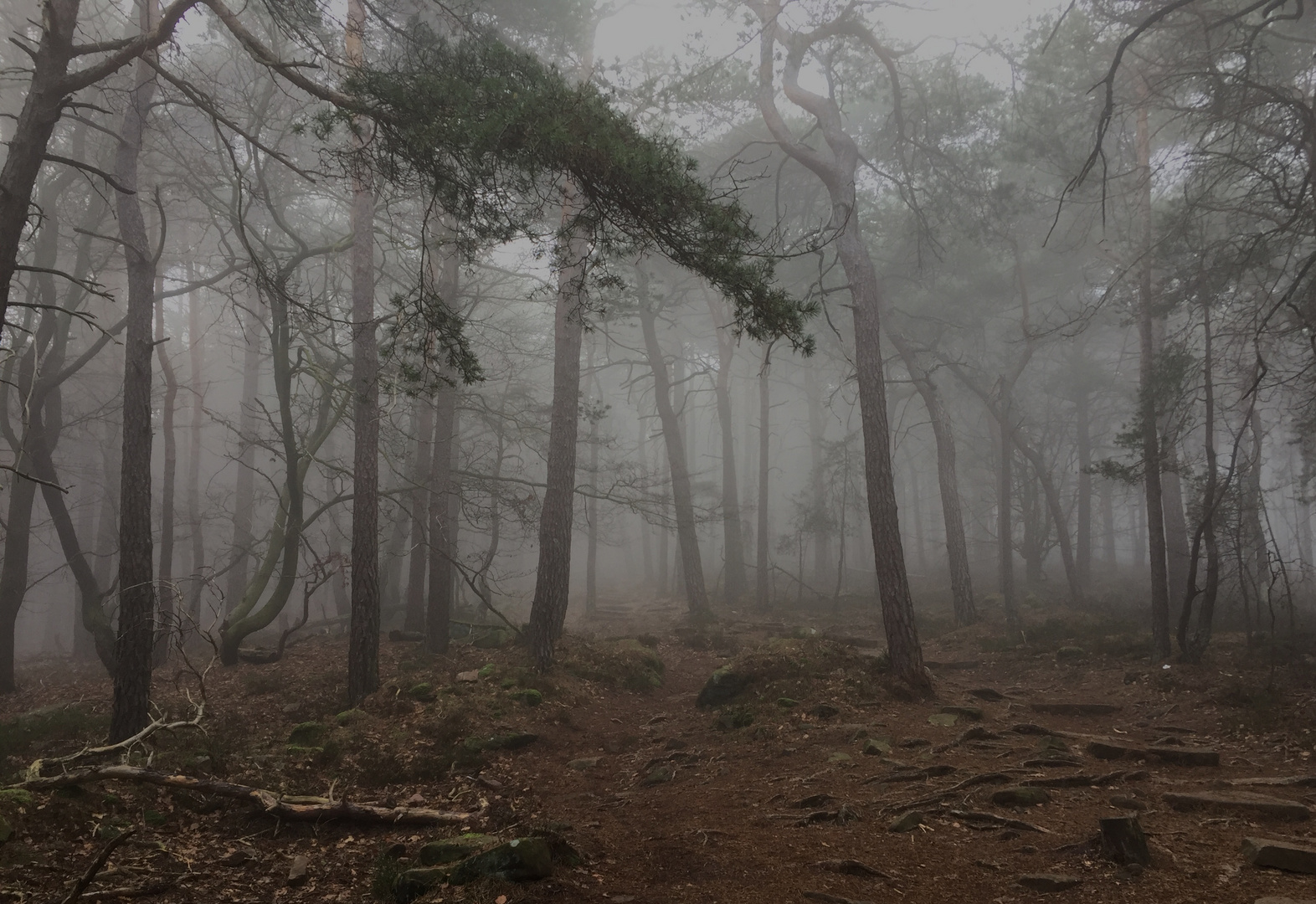 Nebelwanderung am 2.1.2020 im Pfälzerwald, mit dem iPhone 6 aufgenommen und vom.. 