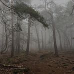 Nebelwanderung am 2.1.2020 im Pfälzerwald, mit dem iPhone 6 aufgenommen und vom.. 