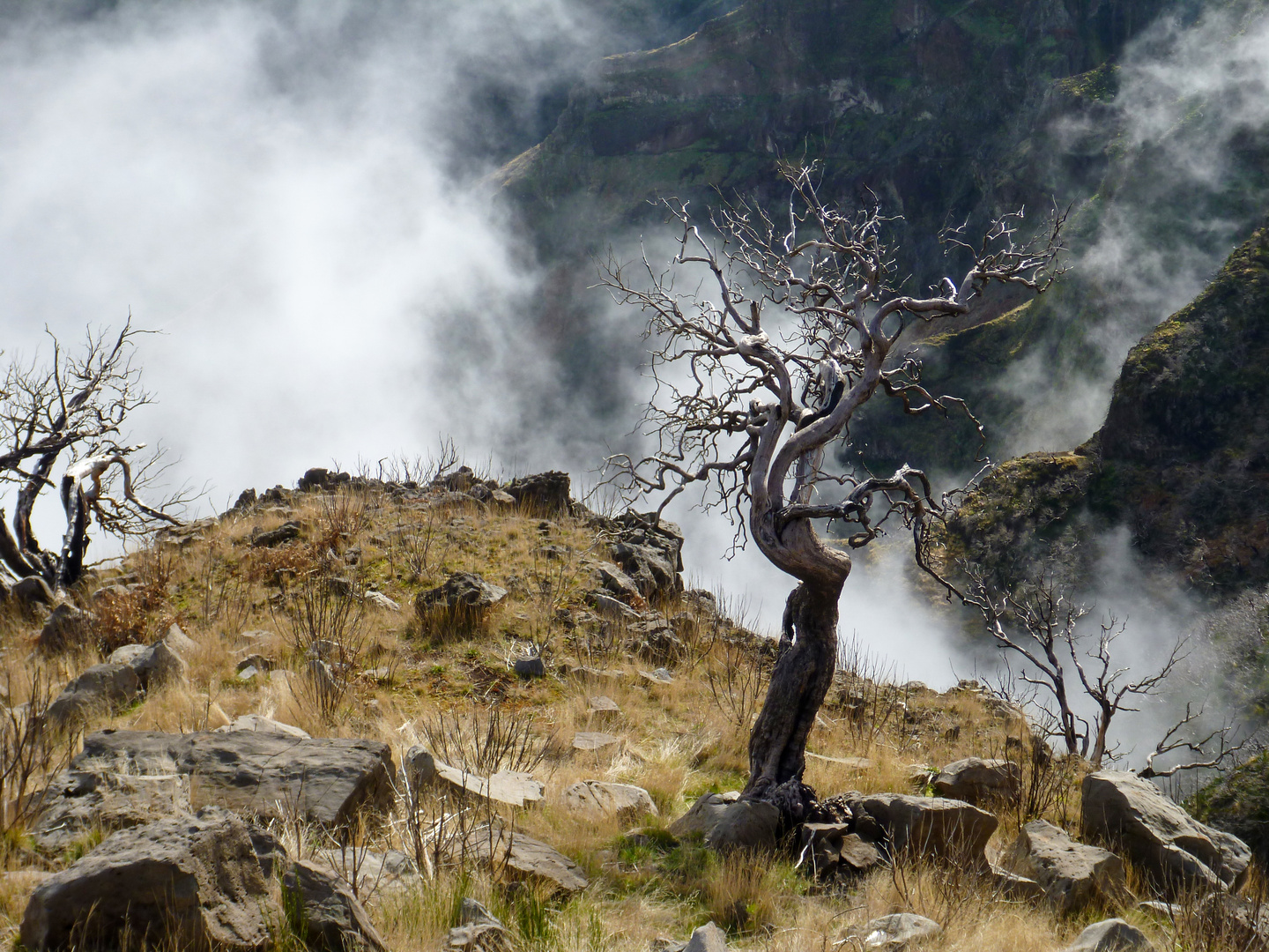 Nebelwanderung auf Madeira