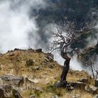 Nebelwanderung auf Madeira