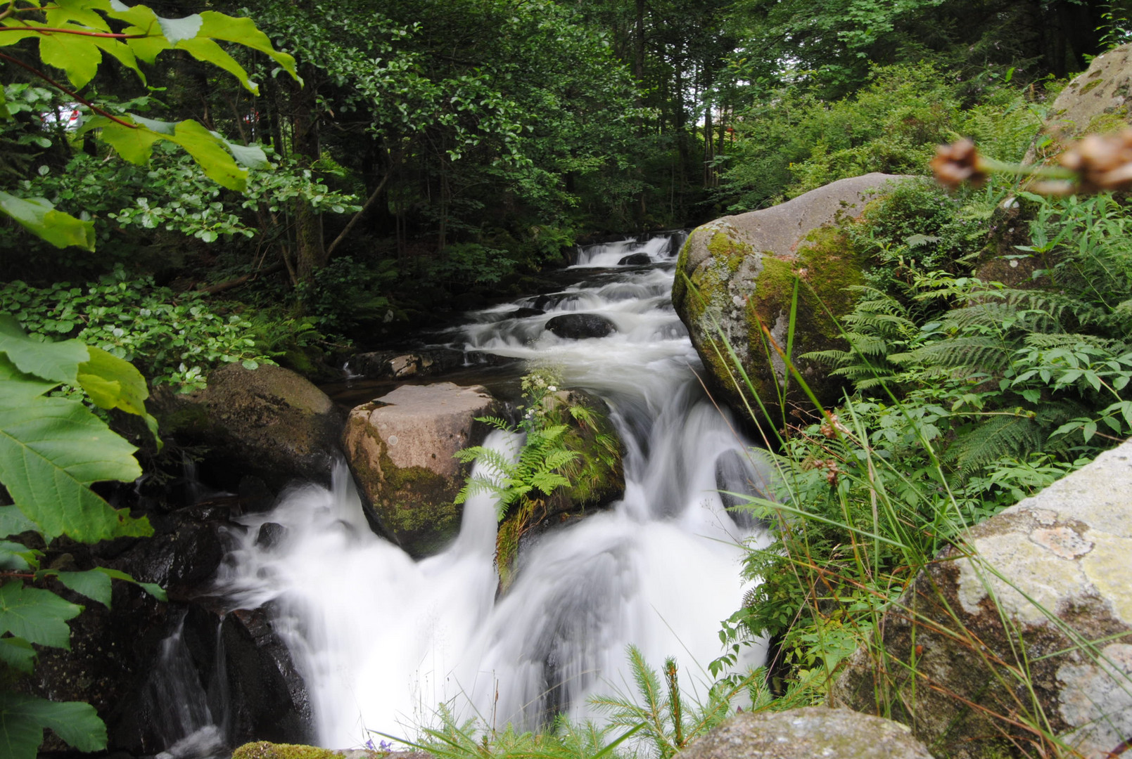 Nebelwasser