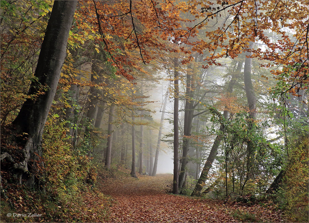 Nebelweg