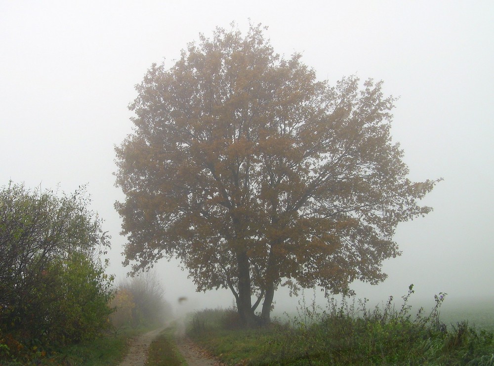 nebelweg