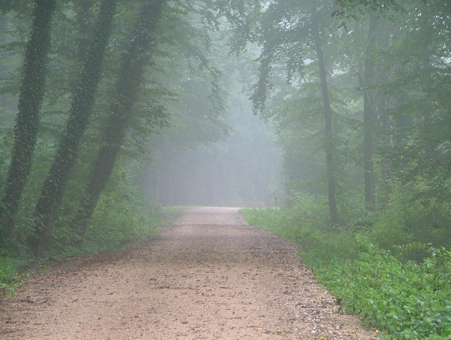 Nebelweg im Elsass