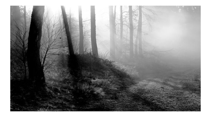 Nebelweg in monochrom