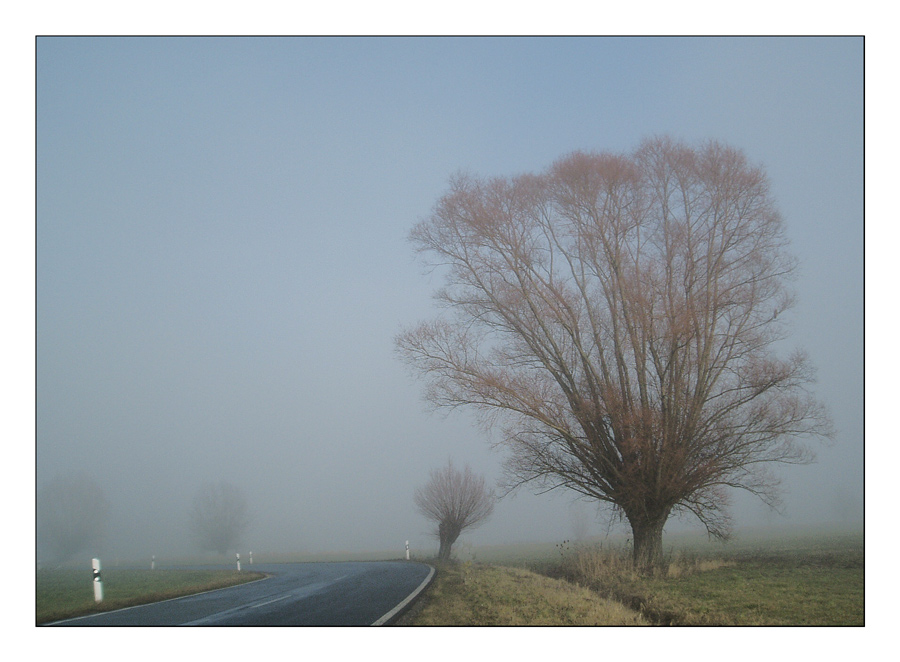 Nebelweiden