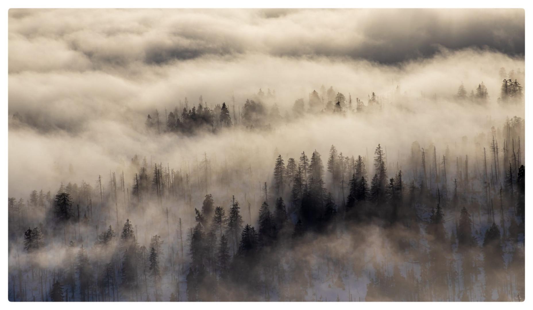 ~Nebelwellen im Harzer Wald~