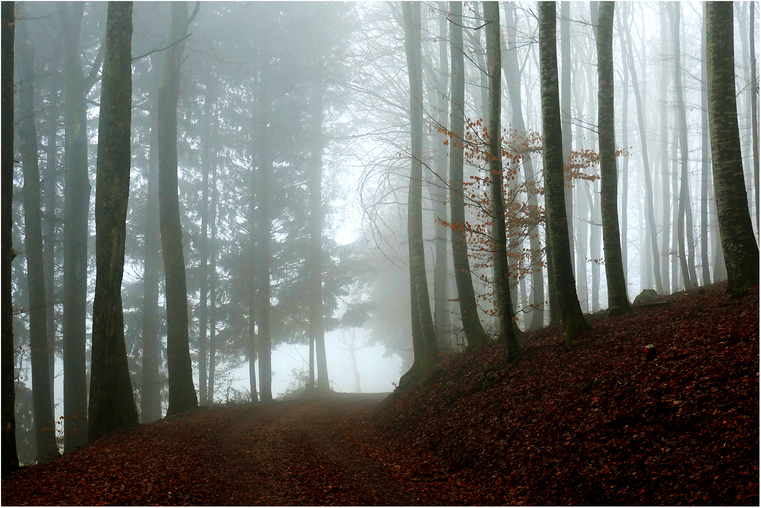 Nebelwelt