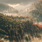 Nebelwelt Pfälzerwald