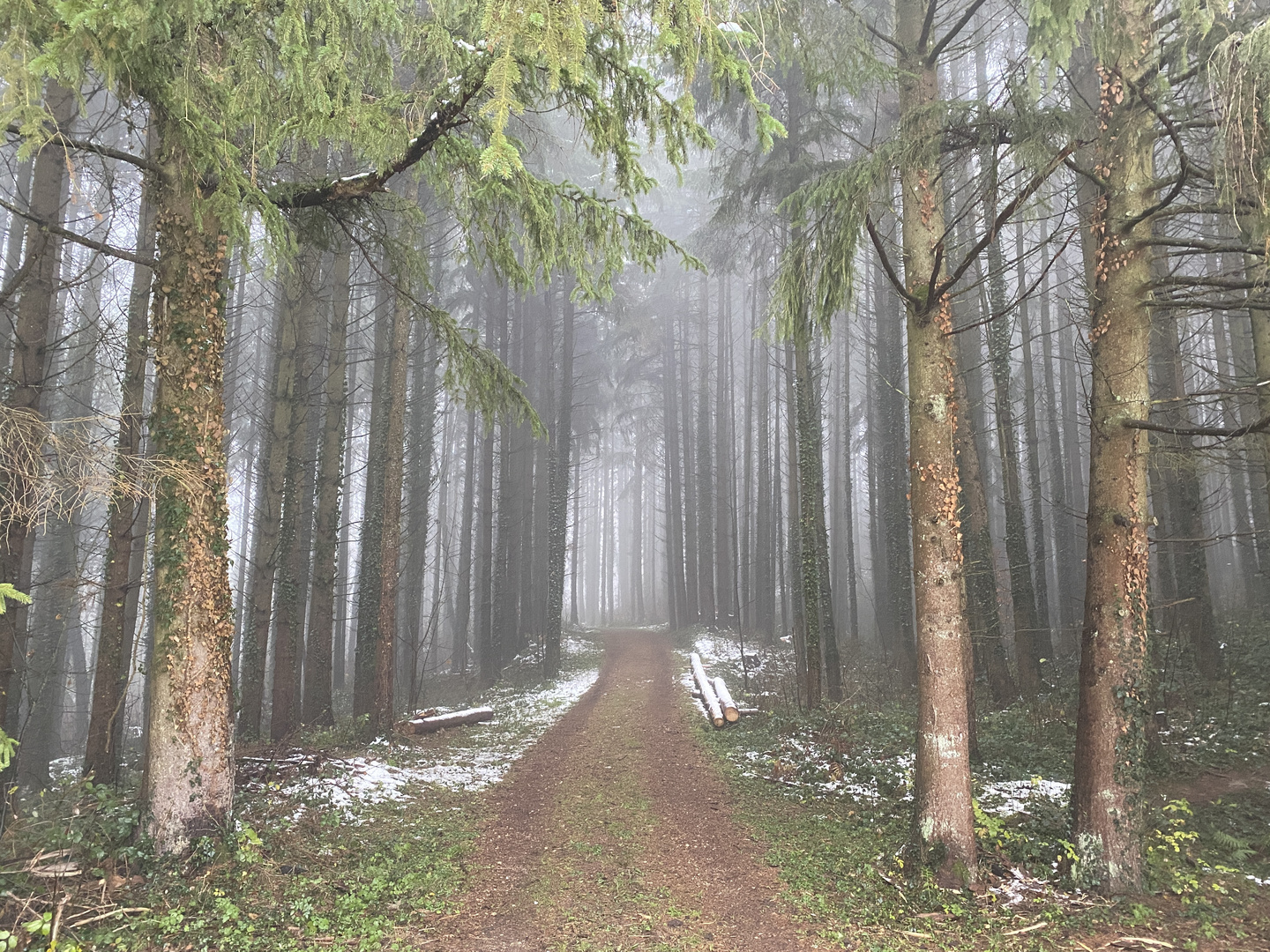 Nebelwetter im Wald