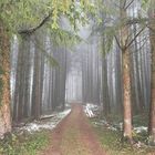 Nebelwetter im Wald