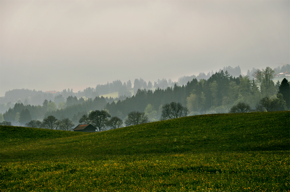 Nebelwiesen am Grüntensee