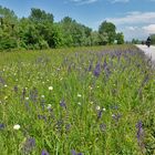 neben dem Donauradweg