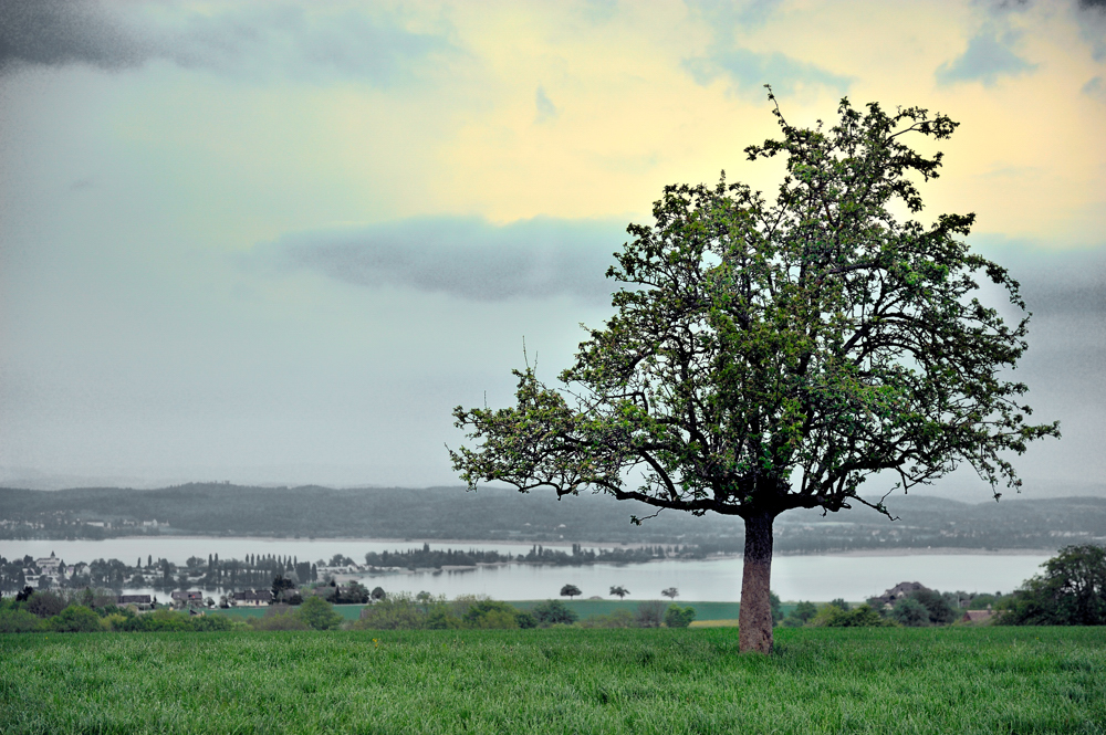 Neben dem Duo vor der Reichenau