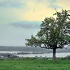 Neben dem Duo vor der Reichenau