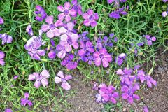 Neben dem Eiscafe "Sartor" …