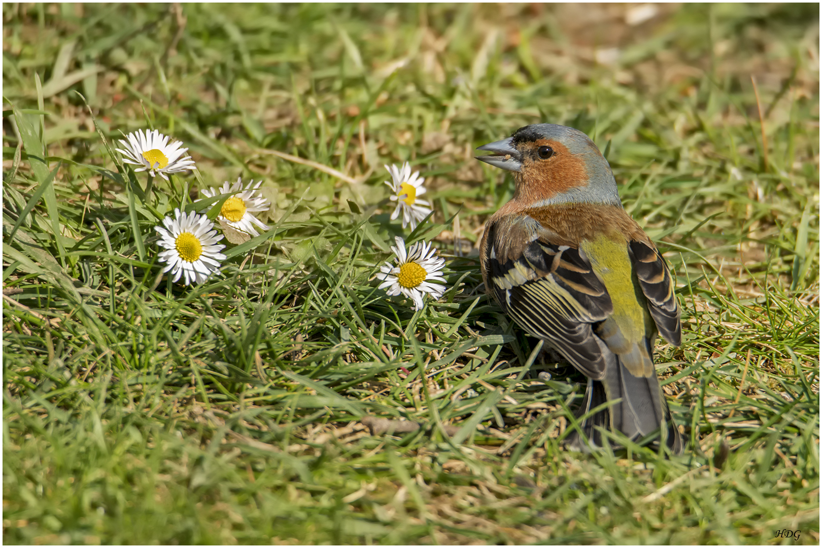 Neben den Gänseblümchen ...