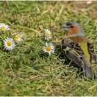 Neben den Gänseblümchen ...