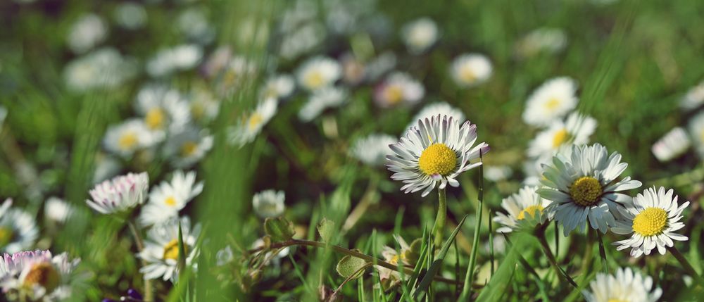 Neben den Gänseblümchen 