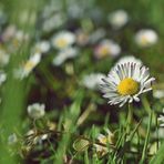 Neben den Gänseblümchen 