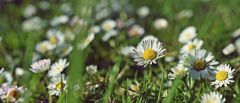 Neben den Gänseblümchen 