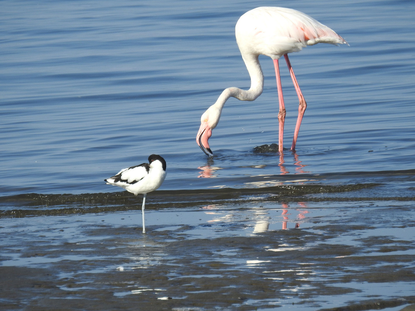 Neben den zahlreichen Zwergflamingos kommen auch Rosaflamingos in großer Zahl in der Walvisbay vor