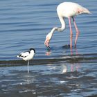 Neben den zahlreichen Zwergflamingos kommen auch Rosaflamingos in großer Zahl in der Walvisbay vor