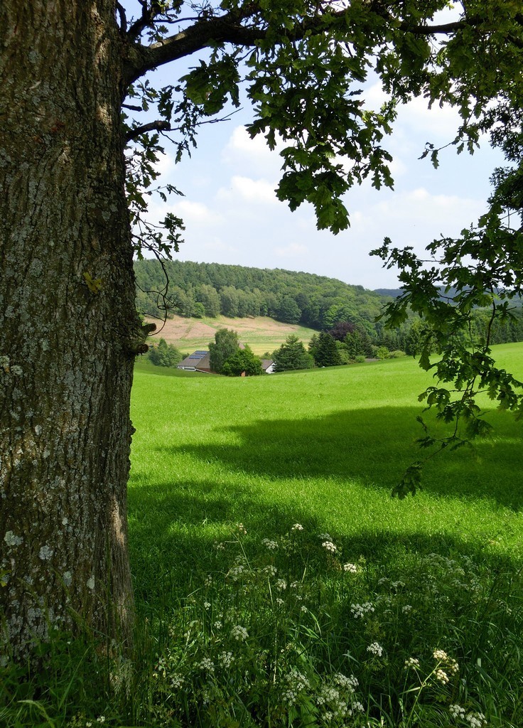 Neben der alten Eiche