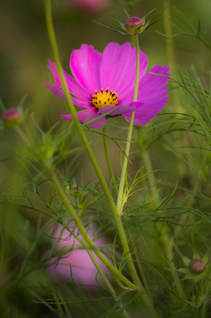 neben der Streuobstwiese 5